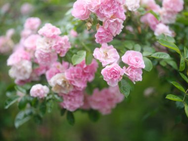 Bahçede pembe ve beyaz gül