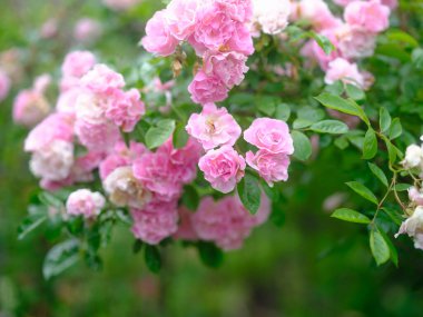 Bahçede pembe ve beyaz gül