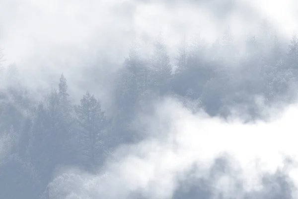 Fog Forest Background Japan — Stock Photo, Image