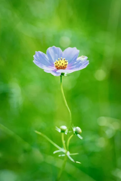 Cosmo Estate Hokkaido Japan — Foto Stock