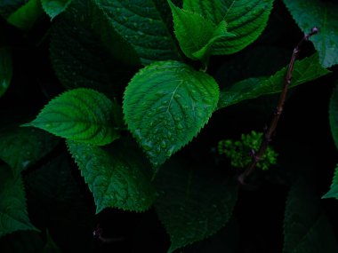 Yeşil çimenlerin üzerine yağmur damlası