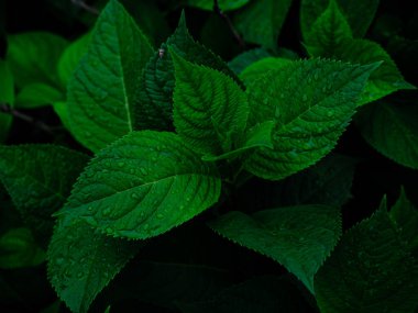 Yeşil çimenlerin üzerine yağmur damlası