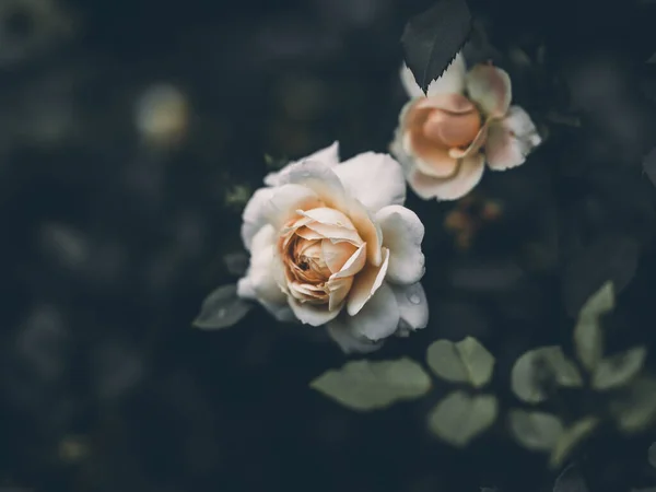 Rosa Blanca Jardín Verano — Foto de Stock