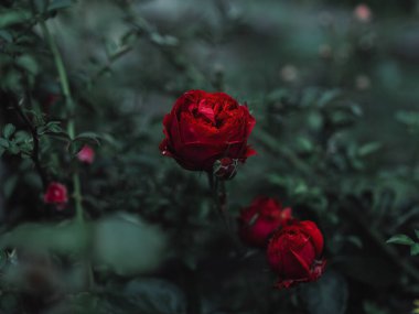 Yaz bahçesinde kırmızı gül