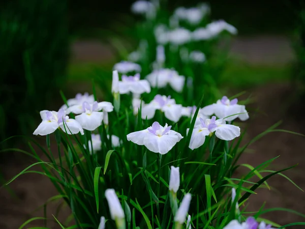 Beau Iris Été Japon — Photo