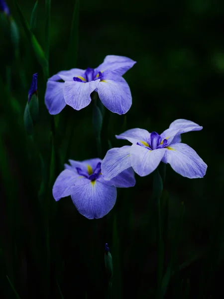 Beau Iris Été Japon — Photo