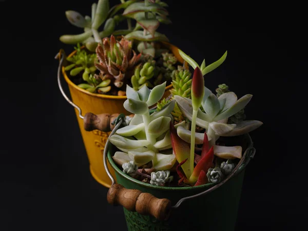 Cactus Succulents Sur Table — Photo