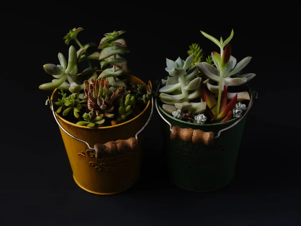 Cactus Succulents Sur Table — Photo