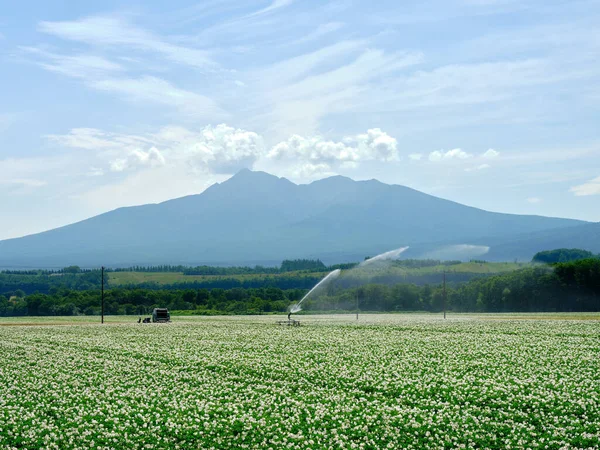 夏天北海道的马铃薯田 — 图库照片