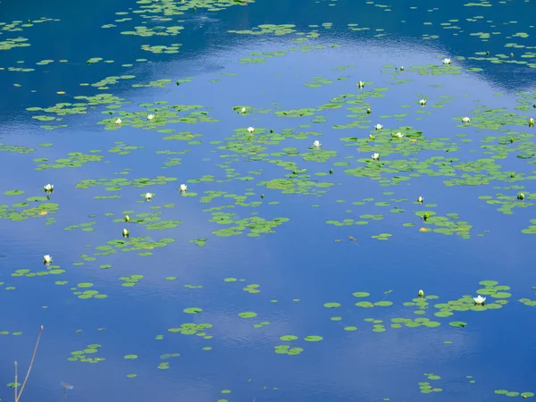 Plantas Acuáticas Estanque Azul — Foto de Stock