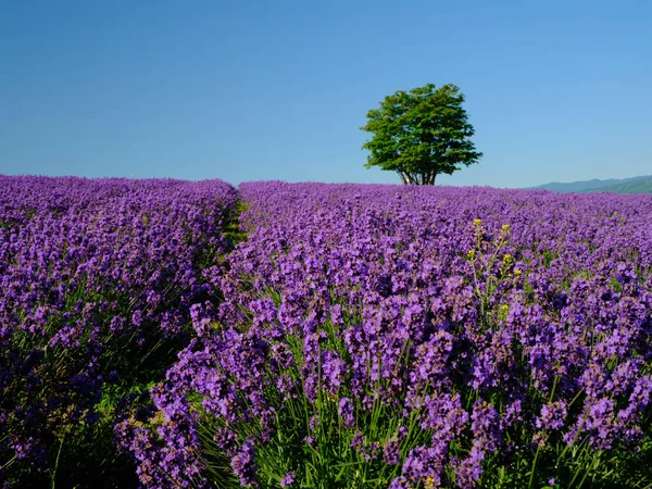 Labender Campo Verão Hokkaido — Fotografia de Stock