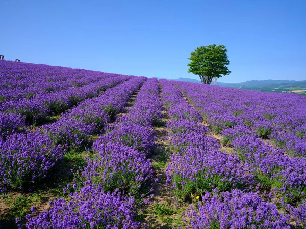 Labender Field Summer Hokkaido — Stock Photo, Image