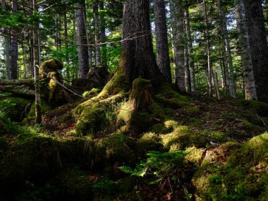 Yaz Hokaido 'da güneş ışığı ormanı