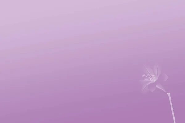 紫色花序背景文件 — 图库照片