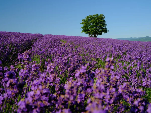 Labender Campo Verão Hokkaido — Fotografia de Stock