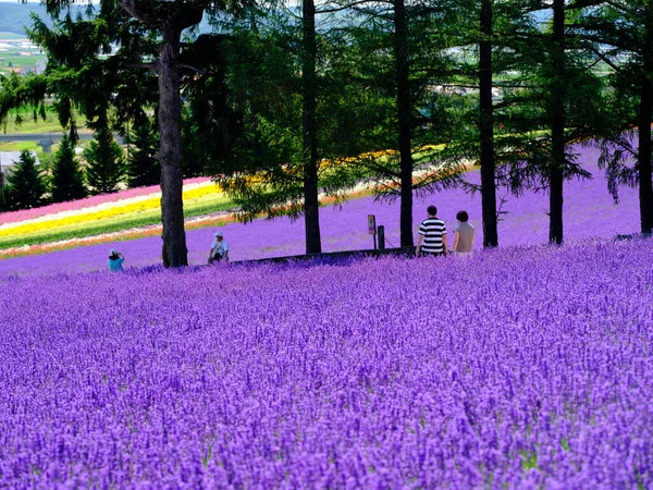 Labender Campo Verão Hokkaido — Fotografia de Stock