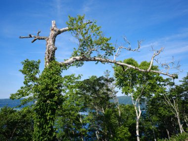 Yazın hokkaido japan 'da uramasyu