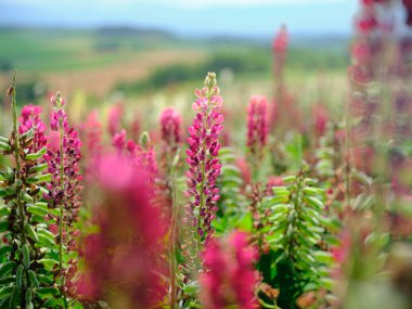 Lupin yaz bahçesinde hokkaido