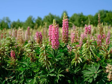 Lupin yaz bahçesinde hokkaido