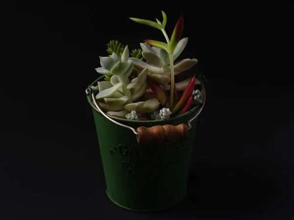 Cactus Succulents Sur Table — Photo