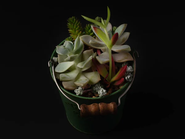 Cactus Succulents Sur Table — Photo