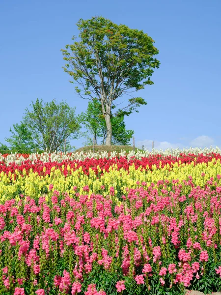 Jardim Flores Verão Hokkaido — Fotografia de Stock