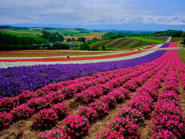 Jardim Flores Verão Hokkaido — Fotografia de Stock