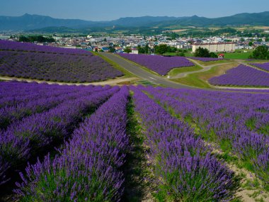 Yaz Hokkaido 'sunda labender tarlası 