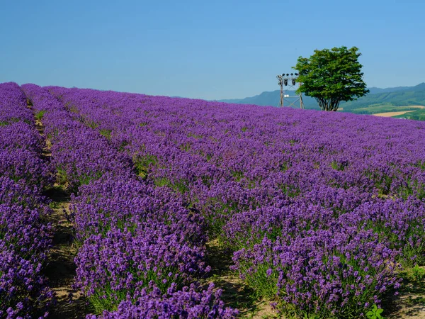 Labender Campo Verão Hokkaido — Fotografia de Stock