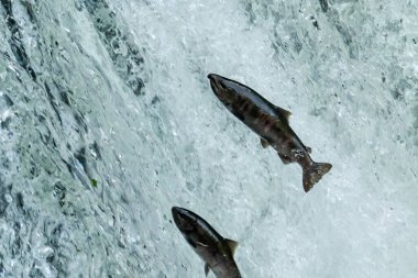 Şelaleden çıkan balıklar