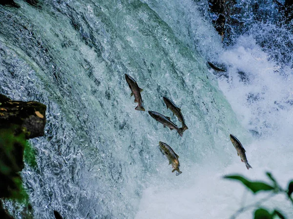 Fische Laufen Den Wasserfall Hinauf — Stockfoto