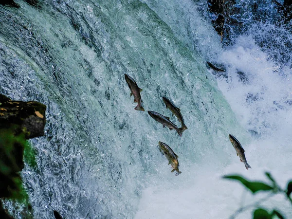 Pesci Che Corrono Lungo Cascata — Foto Stock