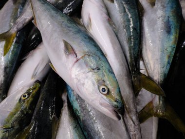 Hokkaido 'da donmuş sarı kuyruklu balık