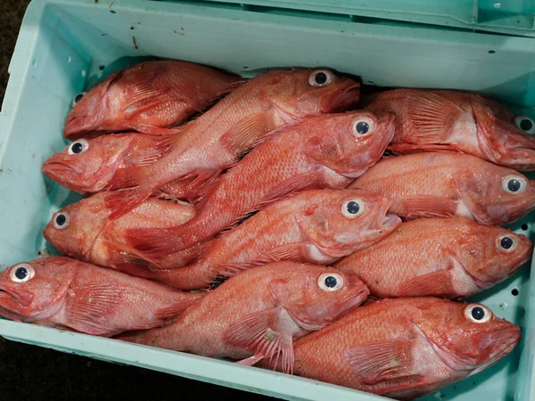 市場のバカ魚北海道 — ストック写真