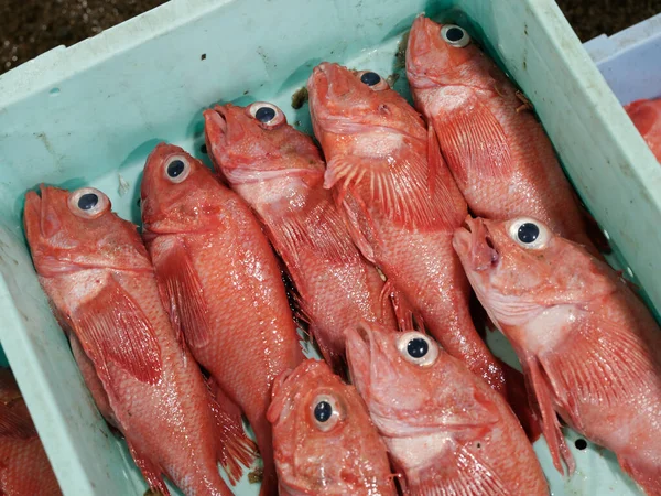 市場のバカ魚北海道 — ストック写真