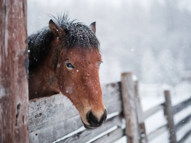 Dosanko atı kış otlağında