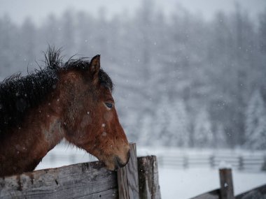 Dosanko atı kış otlağında