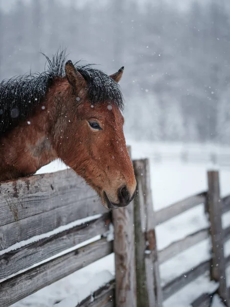 Dosanko Häst Vinter Betesmark — Stockfoto