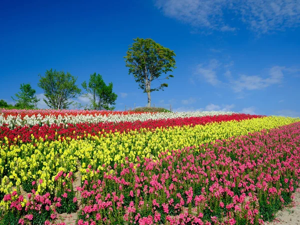 Giardino Dei Fiori Estate Hokkaido — Foto Stock