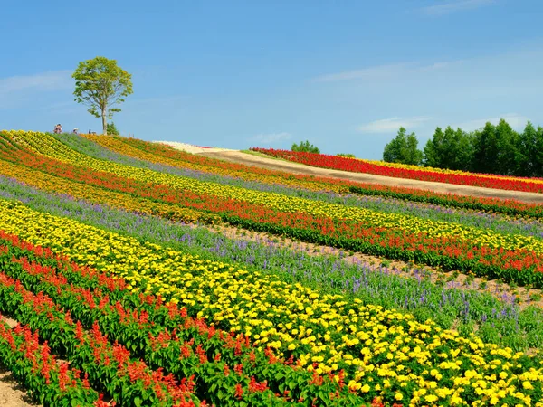 Jardim Flores Verão Hokkaido — Fotografia de Stock