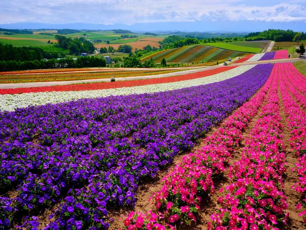 Blomma Trädgård Sommaren Hokkaido — Stockfoto