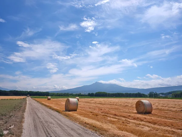 Campo Trigo Montanha Hokkaido — Fotografia de Stock