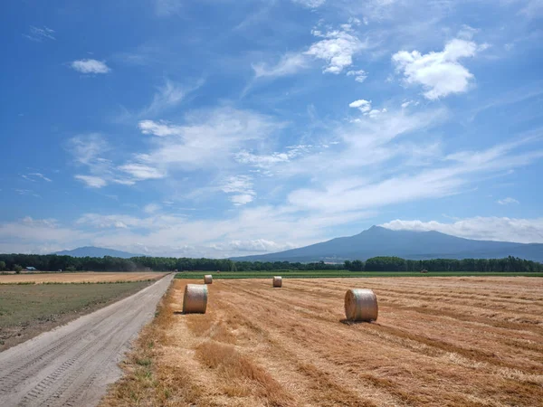 Campo Trigo Montanha Hokkaido — Fotografia de Stock