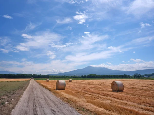 Campo Trigo Montanha Hokkaido — Fotografia de Stock