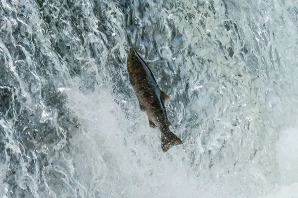 Fish Running Waterfall — Stock Photo, Image
