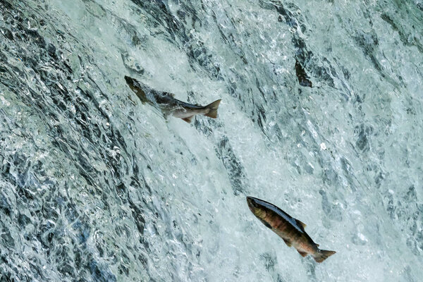 Fish running up the waterfall