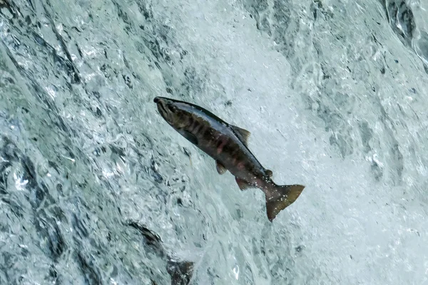 Fische Laufen Den Wasserfall Hinauf — Stockfoto