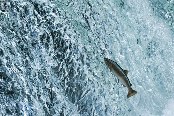 Fisk Som Rinner Uppför Vattenfallet — Stockfoto