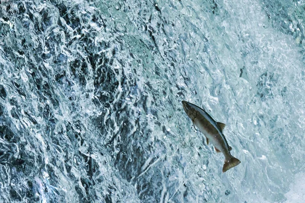 Peixe Subindo Cachoeira — Fotografia de Stock