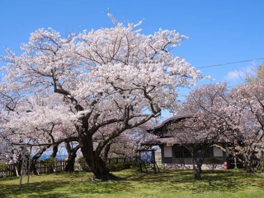 matsumae kalesi ve kiraz çiçekleri